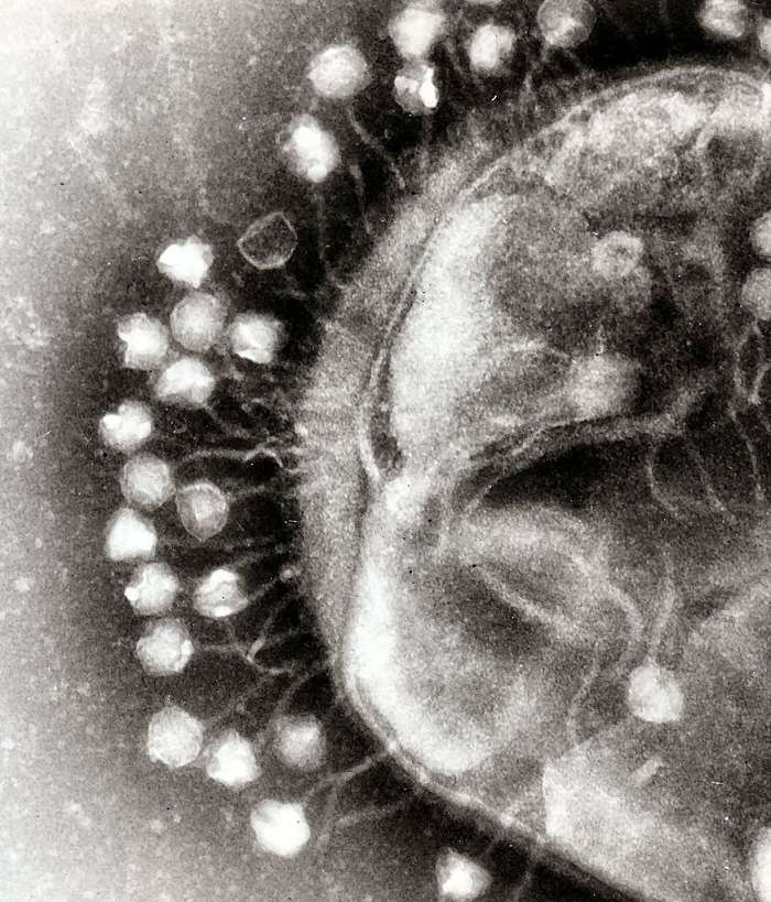 Bacteriófagos 
