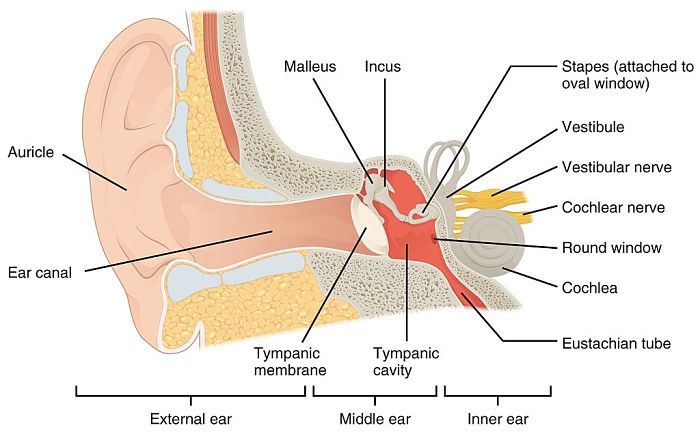 Oído humano